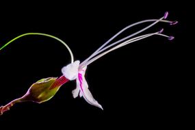 Wild Flower Blossom black background