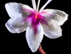 violet Wild Flower black background