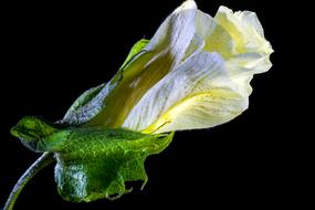 Cotton Flower at black background