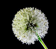 black background white Wild flower