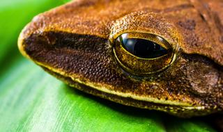Tree Frog Anuran