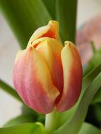 Tulip Cup Colored orange yellow