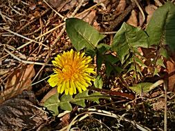 Dandelion blooming on dry grass