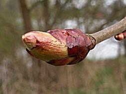 Chestnut Bud Spring blur
