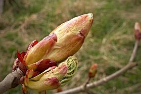 horse Chestnut Bud in Spring