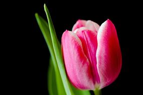 Tulip Flower Spring black background
