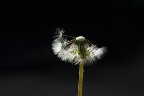 Dandelion Spring Backlighting