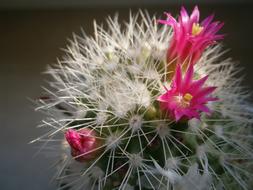 Cactus Blossom Close Up