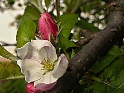 Flower Bud on Apple Tree