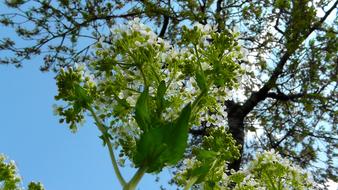 Beautiful, green, white and yellow field flowers, in light, under the blue sky