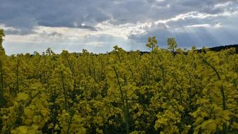 Oilseed Rape Spring