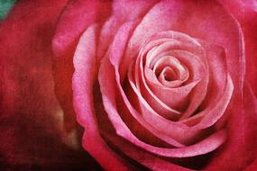 art drawing pink roses