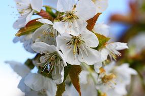 Cherry Blossom white Sweet