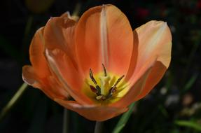 Tulip Blossom open