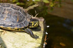 Turtle Reptile Water