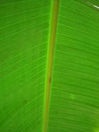 Banana Leaf