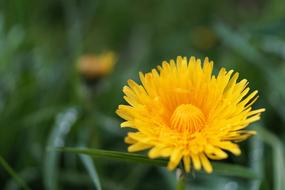 Dandelion Flower Taraxacum yel