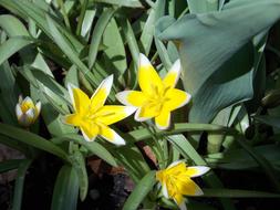 Close Up view of Yellow Flowers