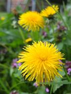 Beautiful, yellow dandelion and purple flowers