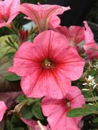 Close-up of the beautiful, blooming, pink and red petunia flowers