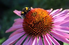 Bee On Flower Pink 2