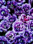 Closeup view of purple Wild Flowers