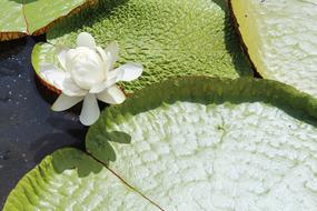 Water Lily White Flower green leaf