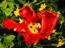 red and yellow Tulip Flower Blossom