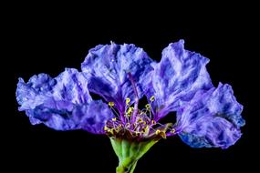 Close-up of the beautiful, blossoming, violet, blue and yellow flowers on the green stem, in light, at black background