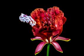 red pink Bloom black background