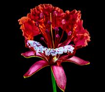 Blossom red black background