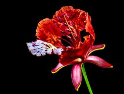 red exotic flower at darkness