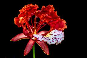 red unusual flower on a black background