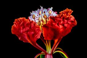 black background red Bloom