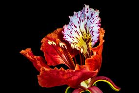 red unusual flower on a black background close-up