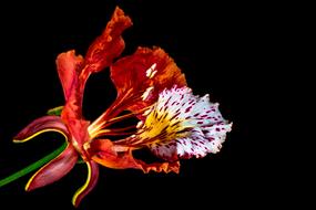 Blossom red white on black background