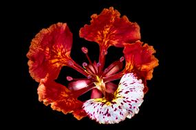 Blossom red white and black background