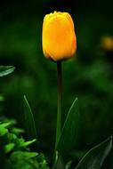 Beautiful, blooming, yellow tulip flower with green leaves, in raindrops