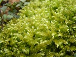Green Moss