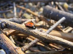 Ladybug Wood