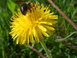 Bee on meadow Dandelion