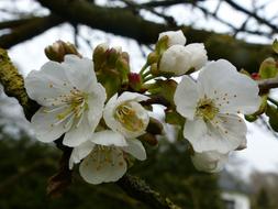 Cherry Tree Spring