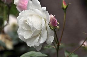 Close-up of the beautiful, blossoming, white and pink rose flowers, at blurred background