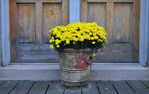 Chrysanthemums Yellow Flowers
