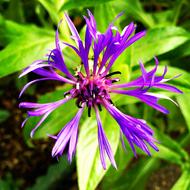 incredible beauty Purple Spider Flower