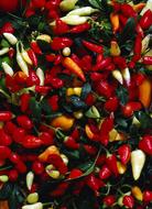 Chilli Peppers Colors