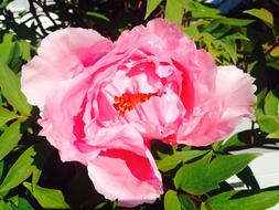 Close-up of the beautiful, blooming, pink and white peony flower, with green leaves, in light