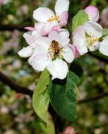 bee on Apple Tree Blossom