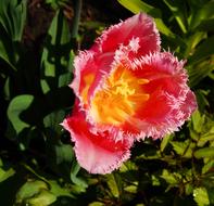 Tulip Flower green leaves