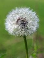 Dandelion Pointed Flower white